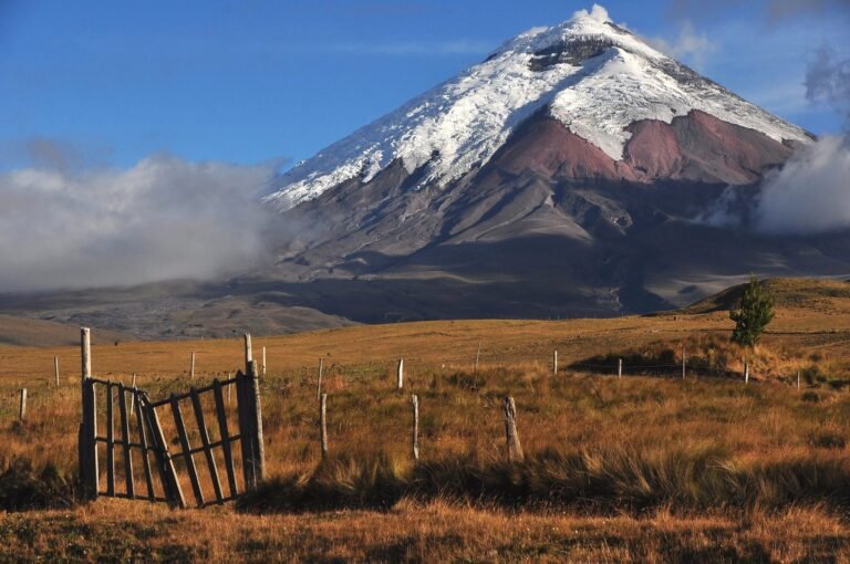 Cotopaxi Volcano above the golden páramo of the national park